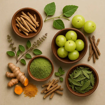 Top 10 Ayurveda Herbs for Boosting Immunity Naturally