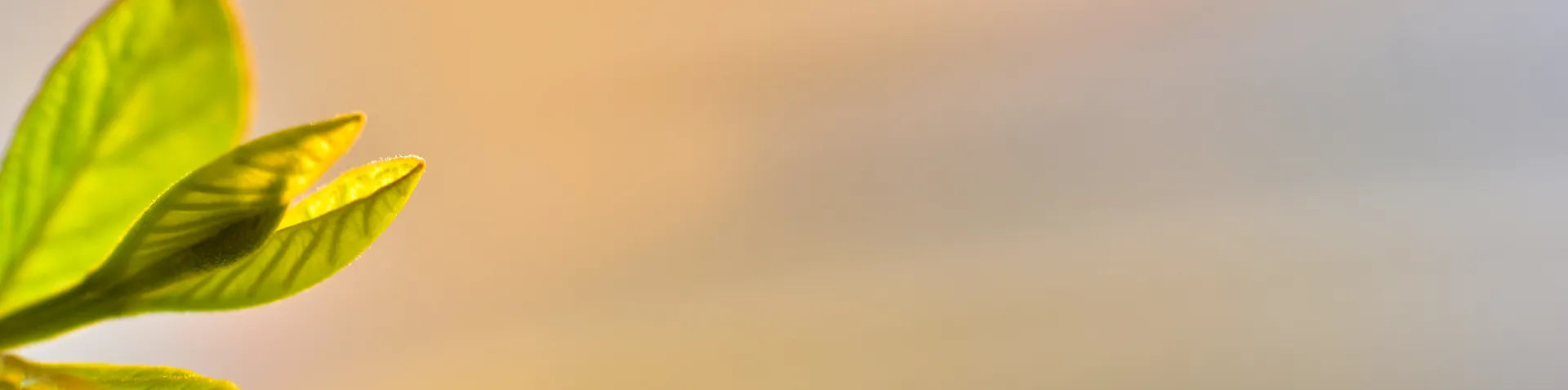 collection-banner-image